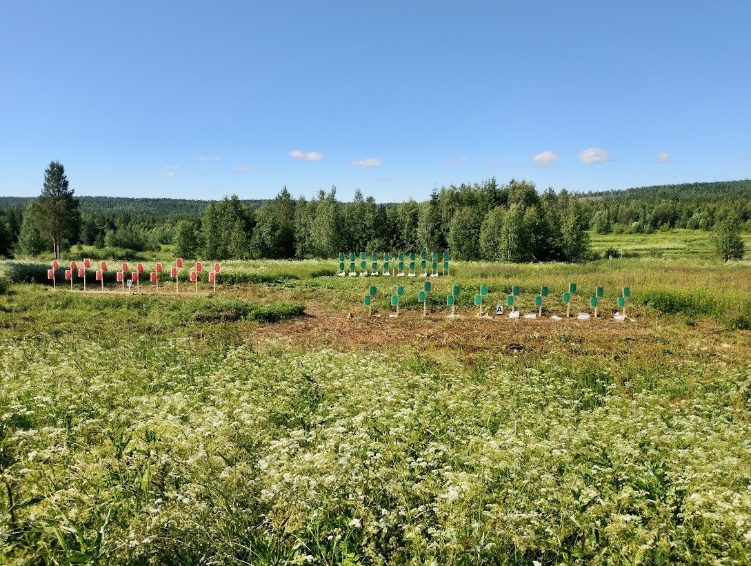Fältskyttebana en sommardag med figurgrupper i högt gräs